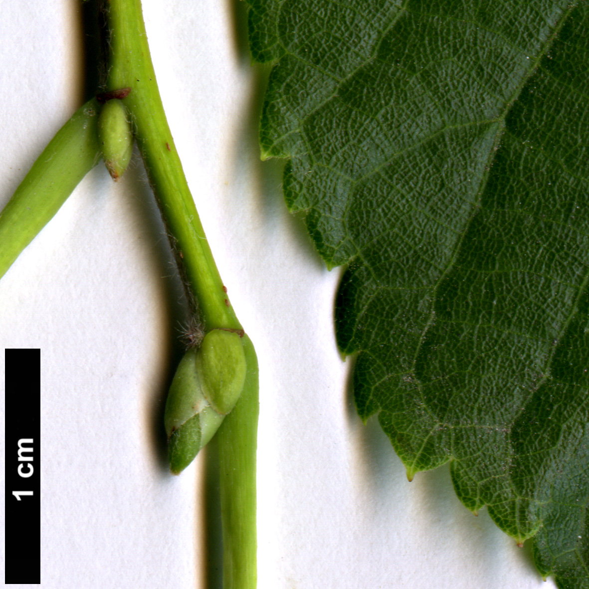 High resolution image: Family: Malvaceae - Genus: Tilia - Taxon: platyphyllos - SpeciesSub: subsp. cordifolia 'Streetwise’